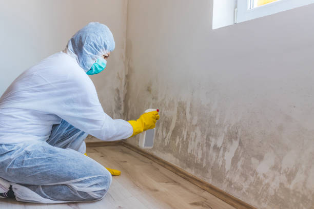 Licensed Black Mold Remediation service in Pontiac, MI - 24 Hour Mold Removal