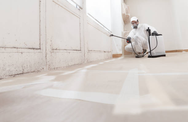 24/7 Emergency Black Mold Remediation experts in Pontiac, MI