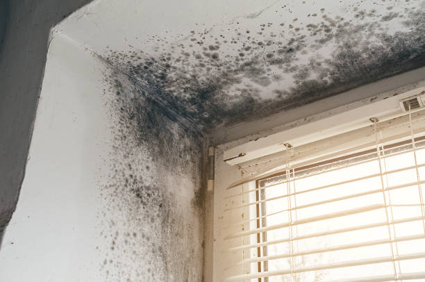 Affordable Black Mold Remediation solutions in Pontiac, MI